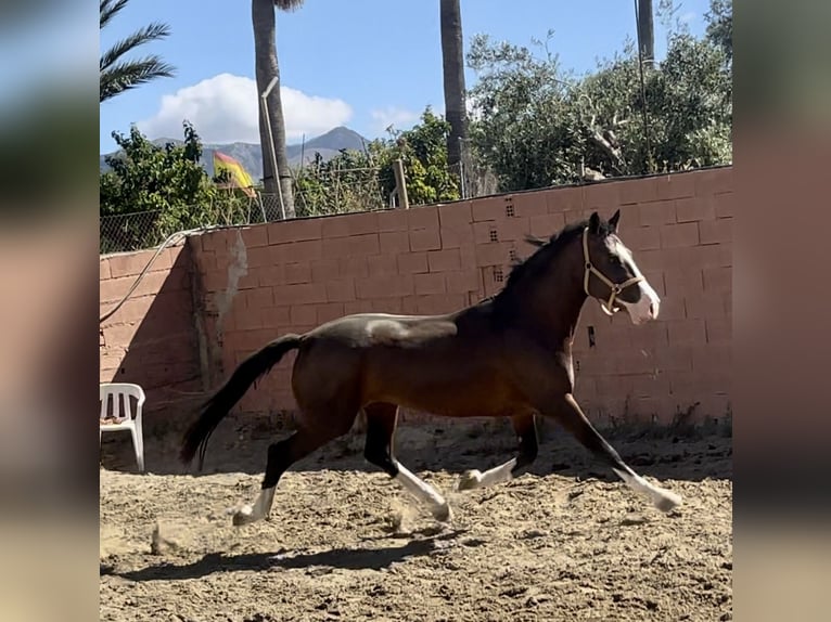 Lusitanohäst Blandning Hingst 3 år 162 cm Brun in Mijas