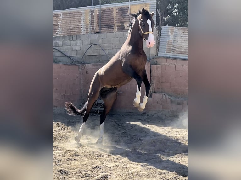 Lusitanohäst Blandning Hingst 3 år 162 cm Brun in Mijas