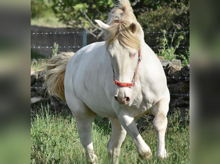 Lusitanohäst Hingst 3 år 162 cm Cremello in Caceres