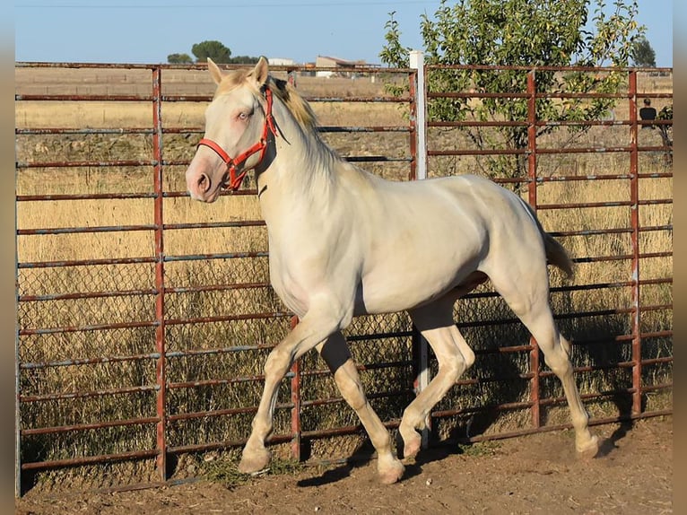 Lusitanohäst Hingst 3 år 162 cm Cremello in Caceres