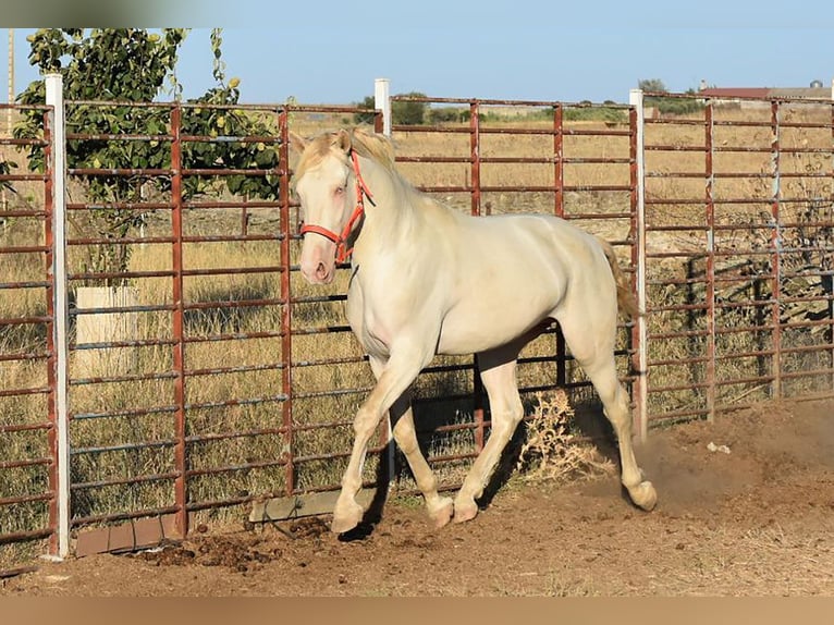 Lusitanohäst Hingst 3 år 162 cm Cremello in Caceres