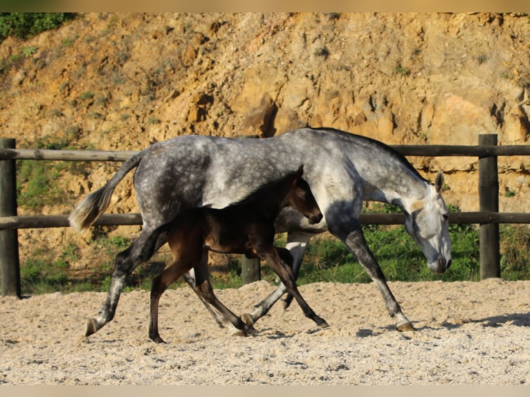 Lusitanohäst Hingst 3 år 168 cm Mörkbrun in Ribamar
