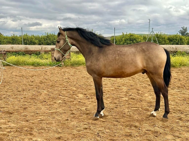 Lusitanohäst Hingst 4 år 159 cm Gulbrun in Galaroza (Huelva)