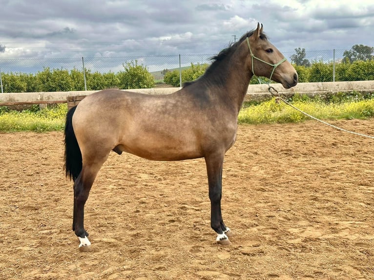 Lusitanohäst Hingst 4 år 159 cm Gulbrun in Galaroza (Huelva)