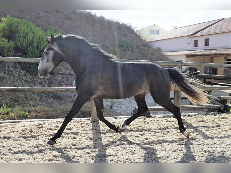 Lusitanohäst Hingst 4 år 160 cm Grå-mörk-brun in Ribamar