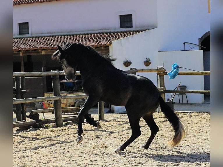 Lusitanohäst Hingst 4 år 160 cm Grå-mörk-brun in Ribamar