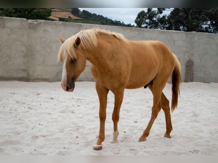 Lusitanohäst Hingst 4 år 160 cm Palomino in Cidade de torres