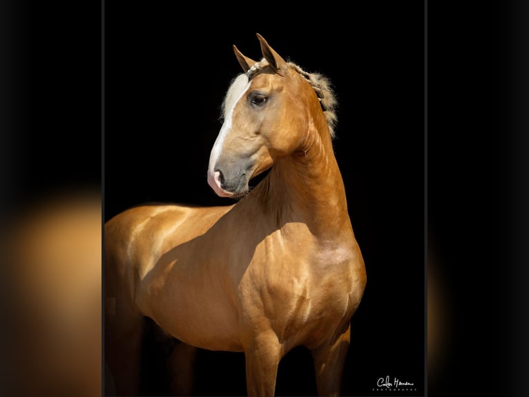 Lusitanohäst Hingst 4 år 160 cm Palomino in Brito - Guimarães