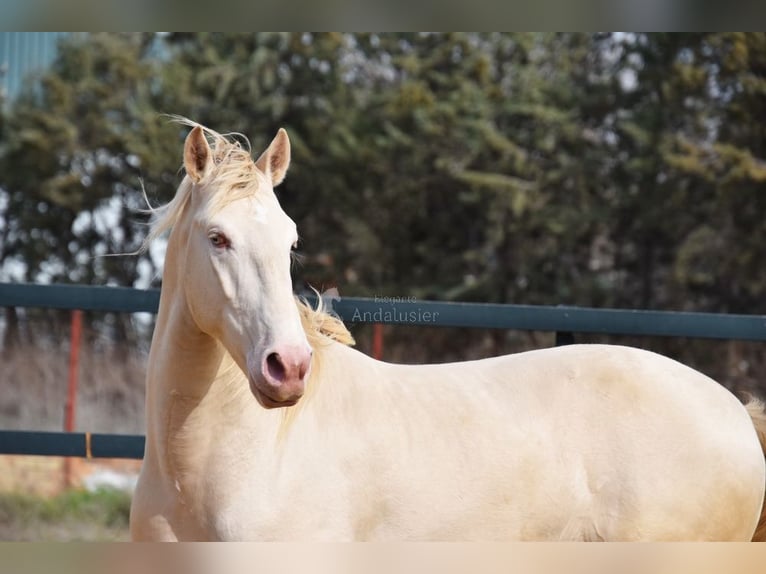 Lusitanohäst Hingst 4 år 160 cm Perlino in Provinz Malaga