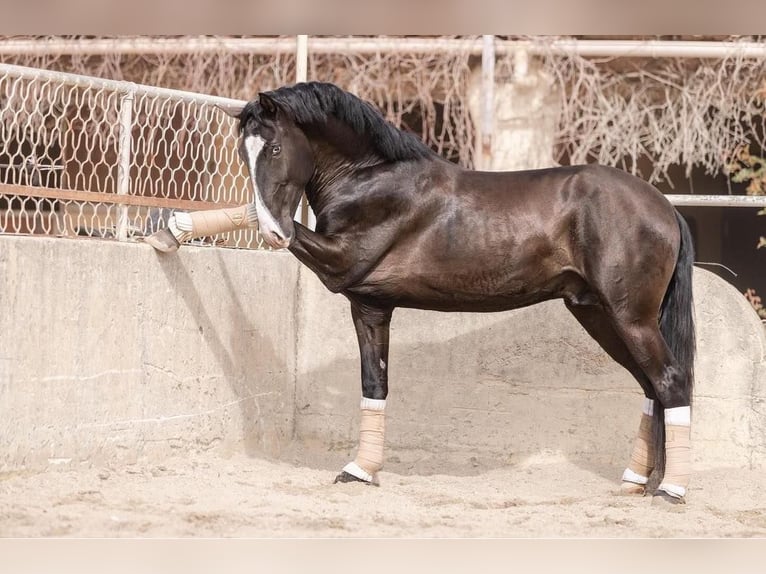 Lusitanohäst Hingst 4 år 161 cm Rökfärgad svart in Aramon, Occitanie