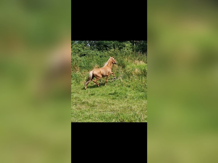 Lusitanohäst Blandning Hingst 4 år Palomino in Gent