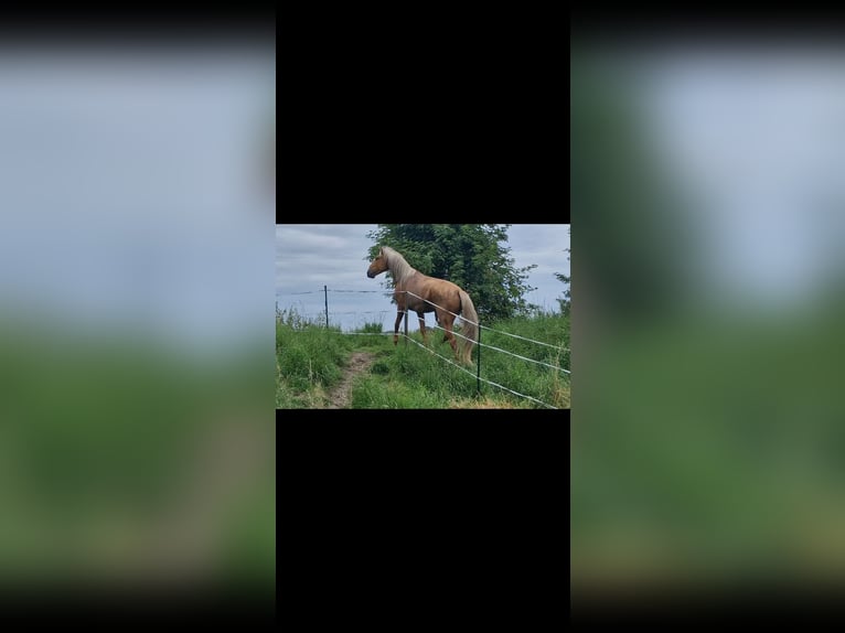 Lusitanohäst Blandning Hingst 4 år Palomino in Gent