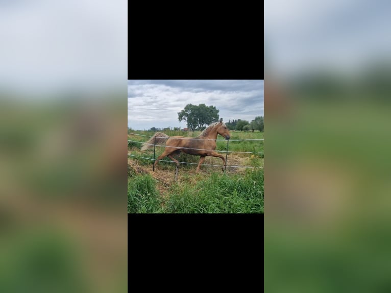 Lusitanohäst Blandning Hingst 4 år Palomino in Gent