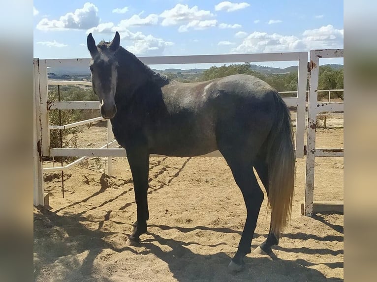 Lusitanohäst Hingst 5 år 154 cm Grå in Huelva