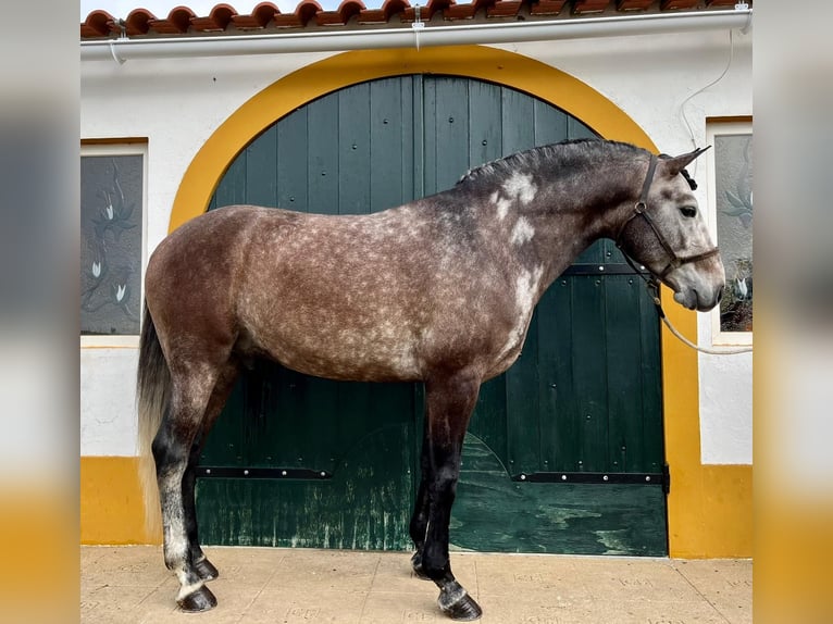 Lusitanohäst Hingst 5 år 163 cm Grå in Lisboa