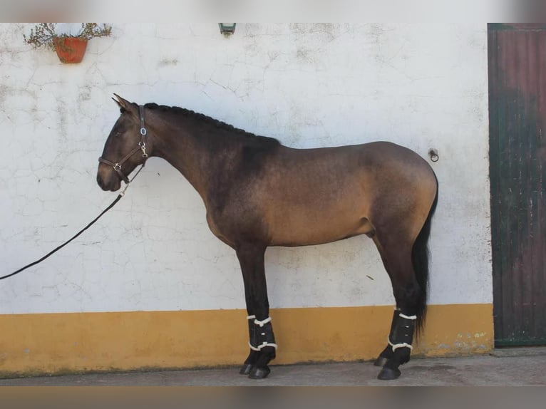 Lusitanohäst Hingst 5 år 164 cm Gulbrun in Benavente