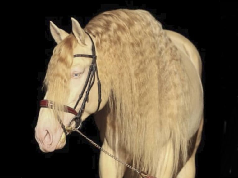 Lusitanohäst Hingst 5 år 164 cm Perlino in NAVAS DEL MADRONO
