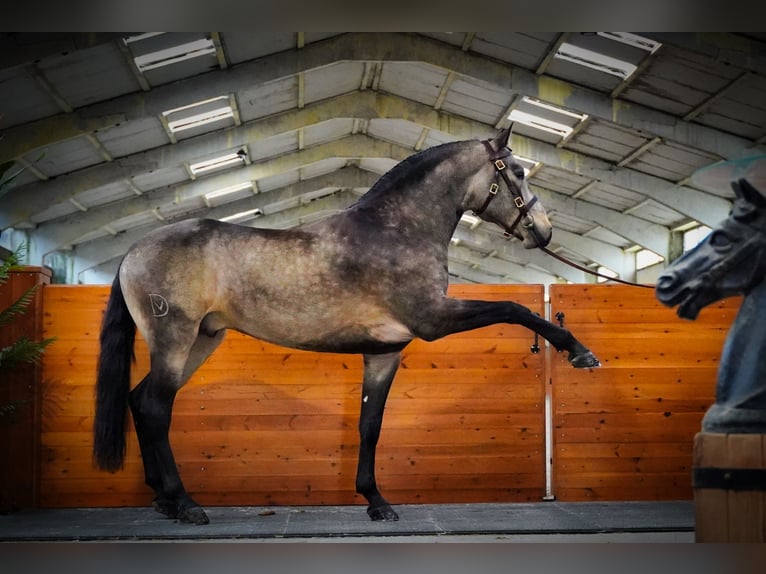 Lusitanohäst Hingst 5 år 166 cm Gulbrun in HEUVELLAND