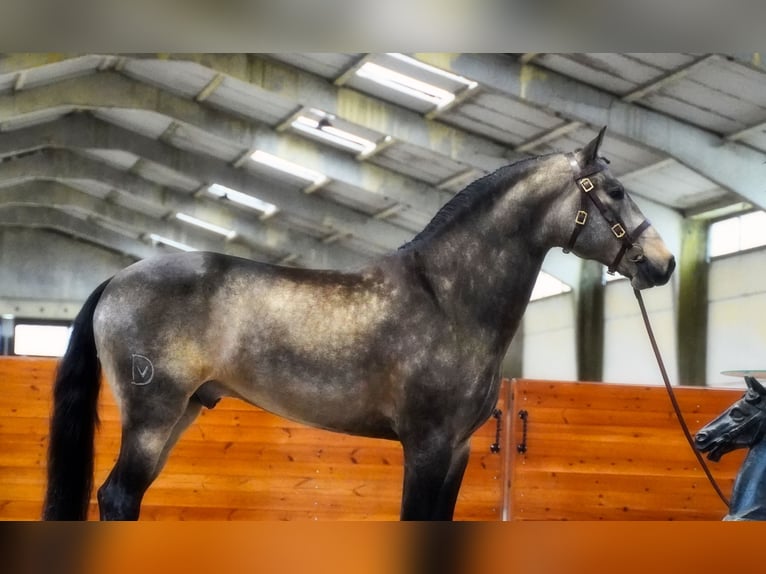 Lusitanohäst Hingst 5 år 166 cm Gulbrun in HEUVELLAND