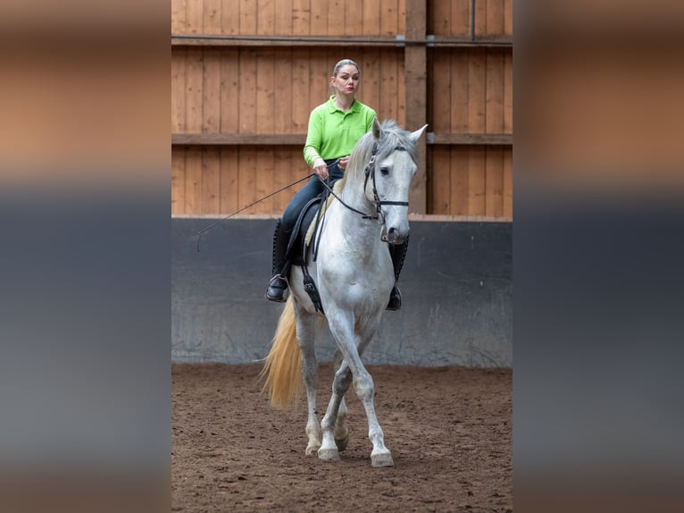 Lusitanohäst Hingst 5 år 168 cm Grå in Augsburg