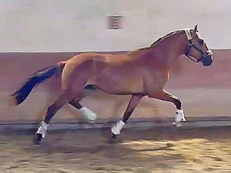 Lusitanohäst Hingst 6 år 160 cm Gulbrun in Porto
