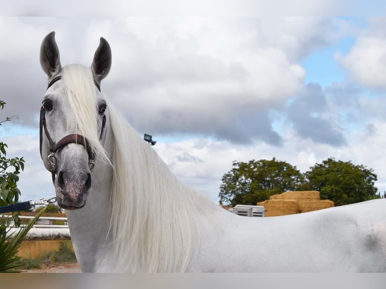 Lusitanohäst Hingst 8 år 163 cm Grå in Provinz Granada