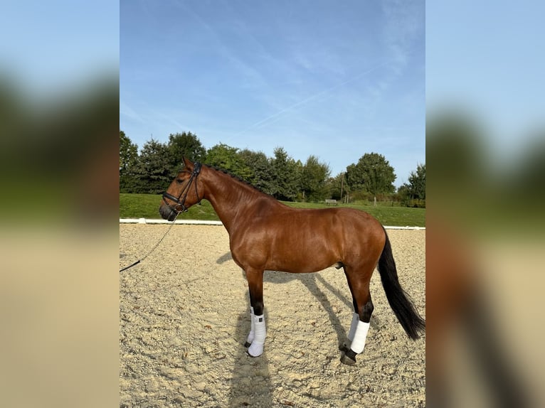 Lusitanohäst Hingst 8 år 164 cm Brun in Recklinghausen