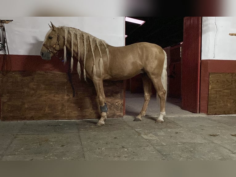 Lusitanohäst Blandning Hingst 8 år 165 cm Palomino in Murcia