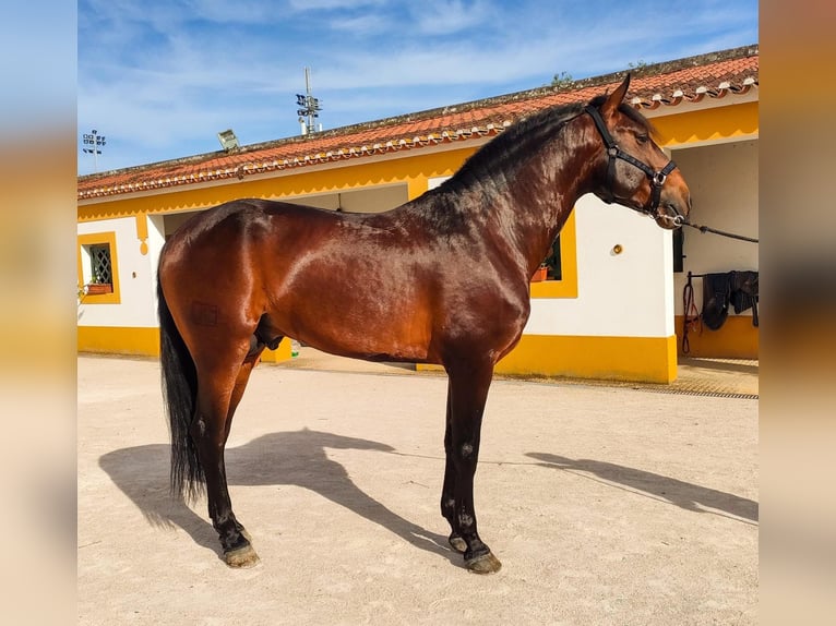 Lusitanohäst Hingst 8 år 167 cm Mörkbrun in Vimieiro
