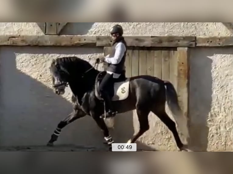 Lusitanohäst Hingst 8 år 168 cm Grå in Madrid