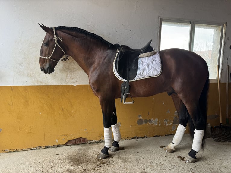 Lusitanohäst Hingst 8 år 168 cm Mörkbrun in Talarrubias