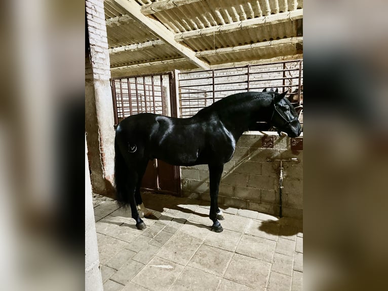 Lusitanohäst Hingst 9 år 160 cm Svart in Arevalo