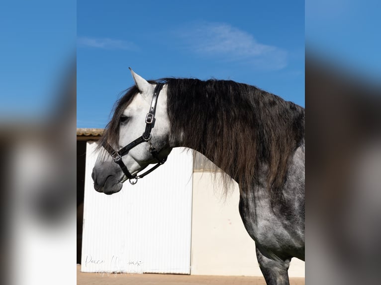 Lusitanohäst Hingst 9 år 174 cm Gråskimmel in Utrera, Sevilla