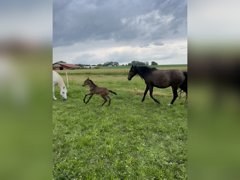 Lusitanohäst Hingst Föl (05/2024) 162 cm Gulbrun in Egenhofenenh