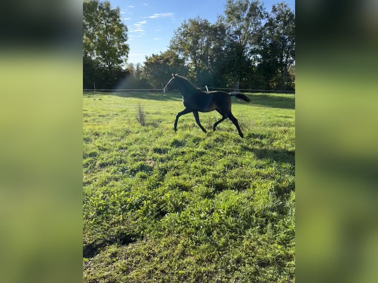 Lusitanohäst Hingst Föl (05/2024) 162 cm Gulbrun in Egenhofenenh