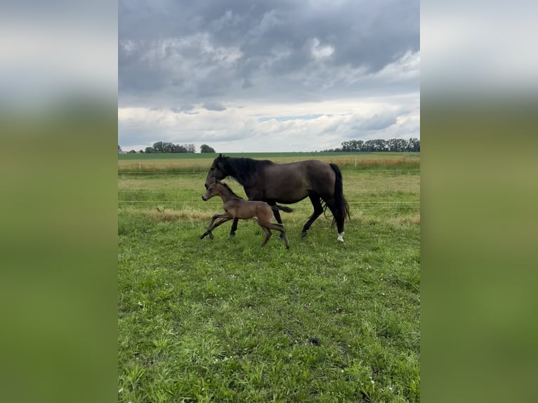 Lusitanohäst Hingst Föl (05/2024) 162 cm Gulbrun in Egenhofenenh