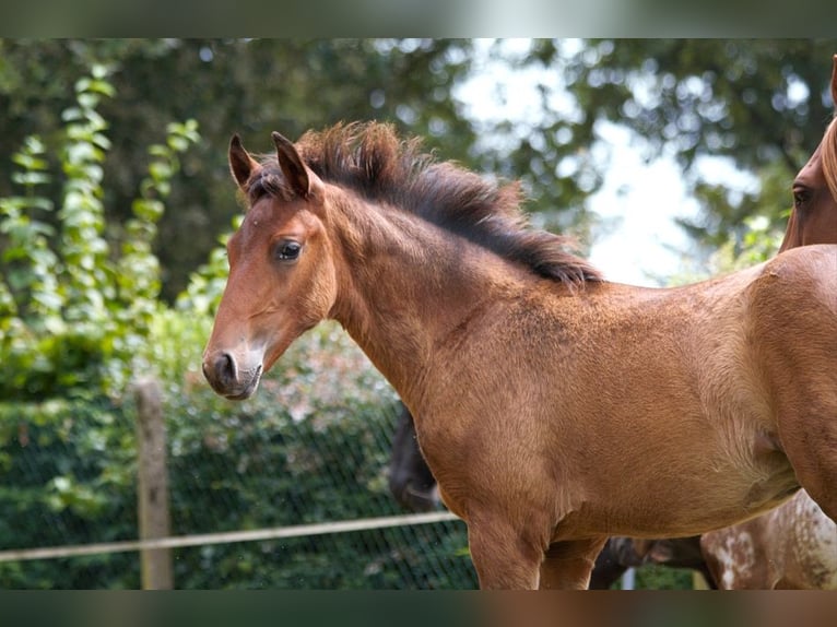 Lusitanohäst Hingst Föl (01/2024) 163 cm Brun in GOVEN