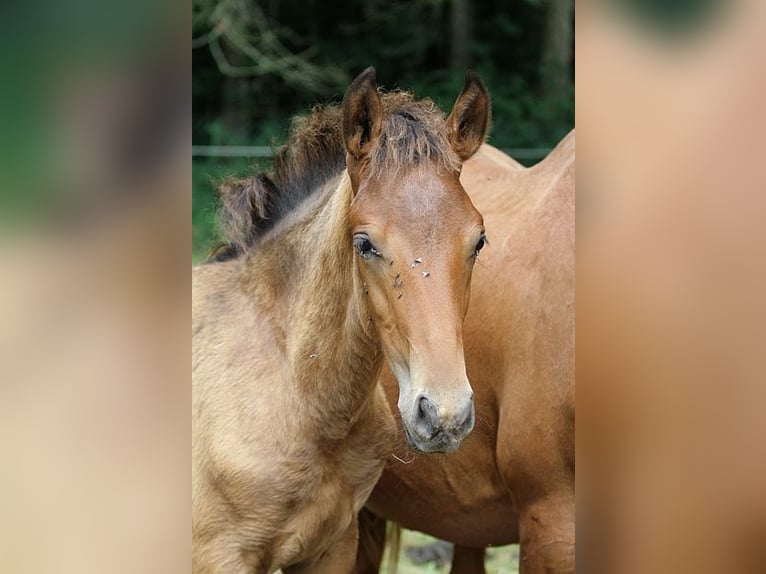 Lusitanohäst Hingst Föl (01/2024) 163 cm Brun in GOVEN