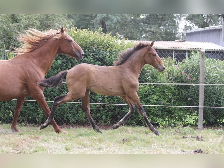 Lusitanohäst Hingst Föl (01/2024) 163 cm Brun in GOVEN