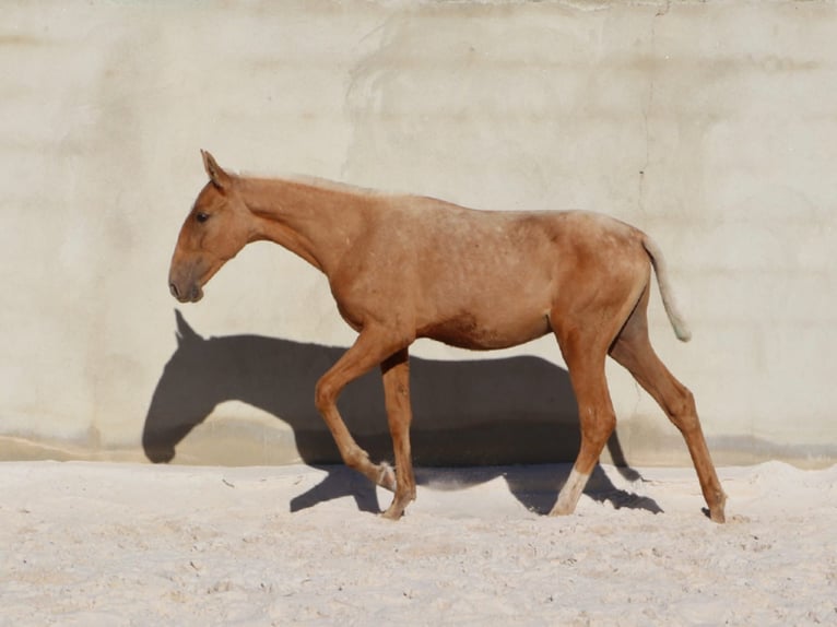 Lusitanohäst Hingst Föl (01/2024) 163 cm Palomino in Rio Maior