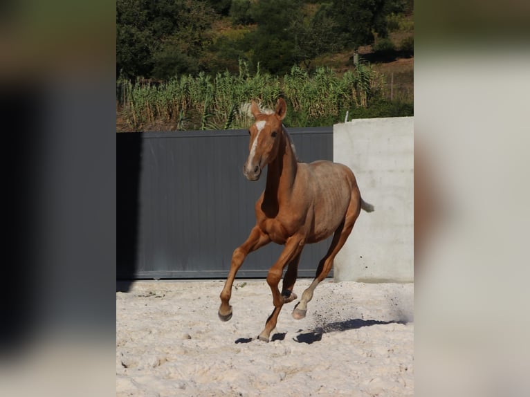 Lusitanohäst Hingst Föl (01/2024) 163 cm Palomino in Rio Maior