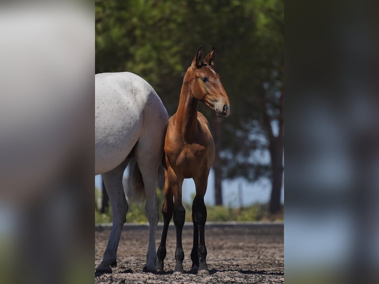 Lusitanohäst Hingst Föl (01/2024) Brun in Agua Derramada