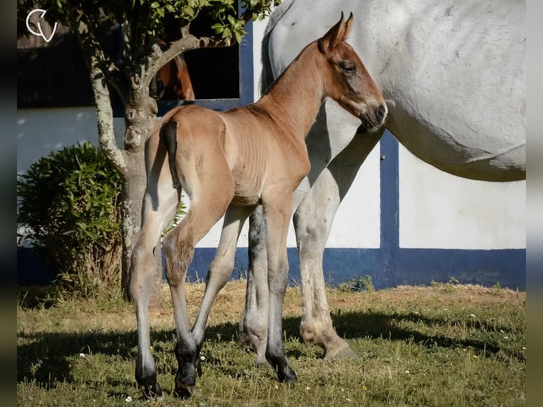 Lusitanohäst Hingst Föl (01/2024) Brun in Agua Derramada