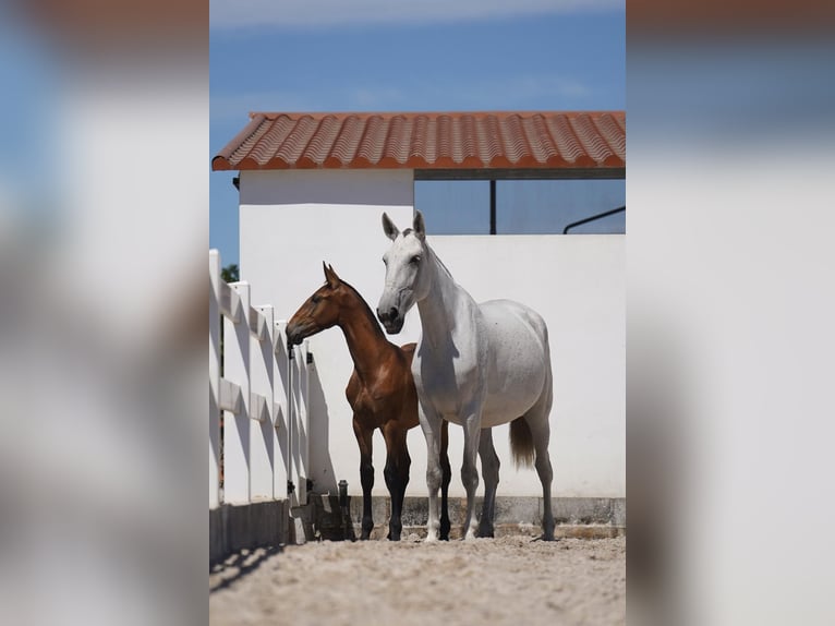 Lusitanohäst Hingst Föl (01/2024) Brun in Agua Derramada