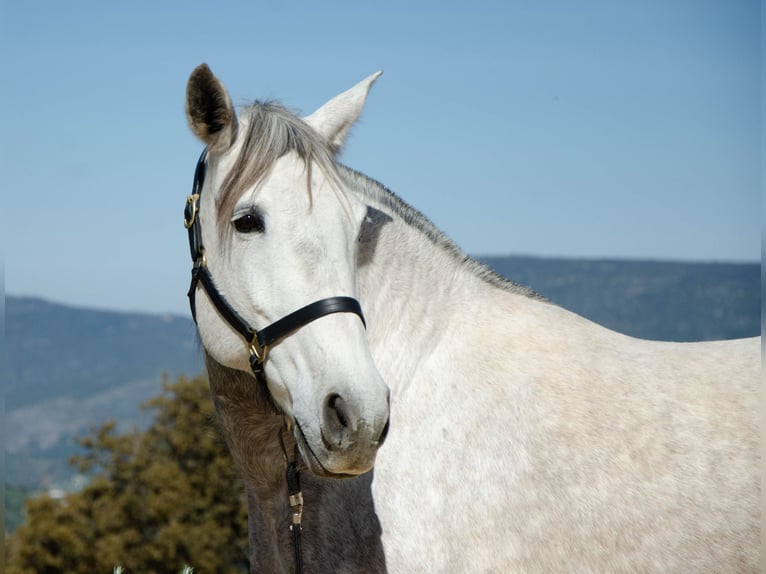 Lusitanohäst Sto 11 år 161 cm Gråskimmel in Montecorto Provinz Malaga