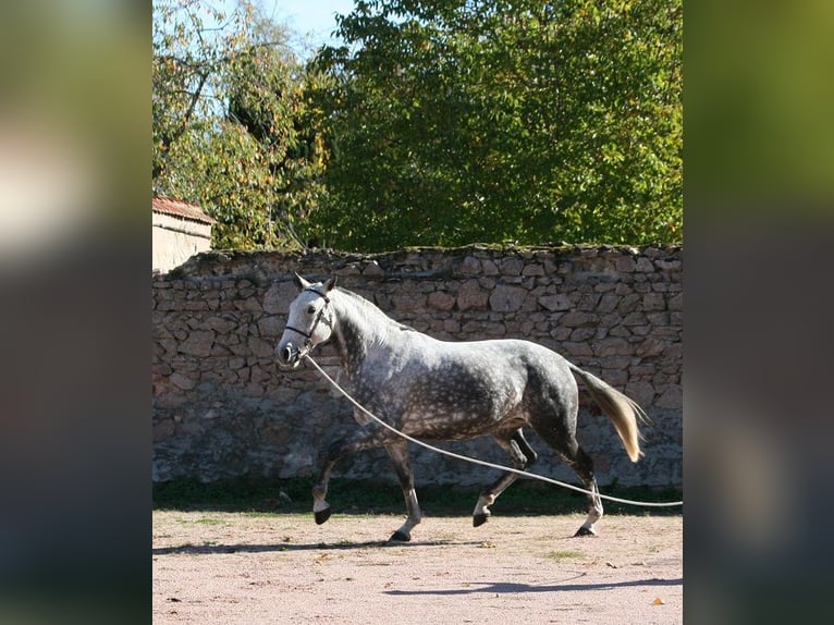 Lusitanohäst Sto 12 år 164 cm Grå-flugskimmel in Saligny sur Roudon