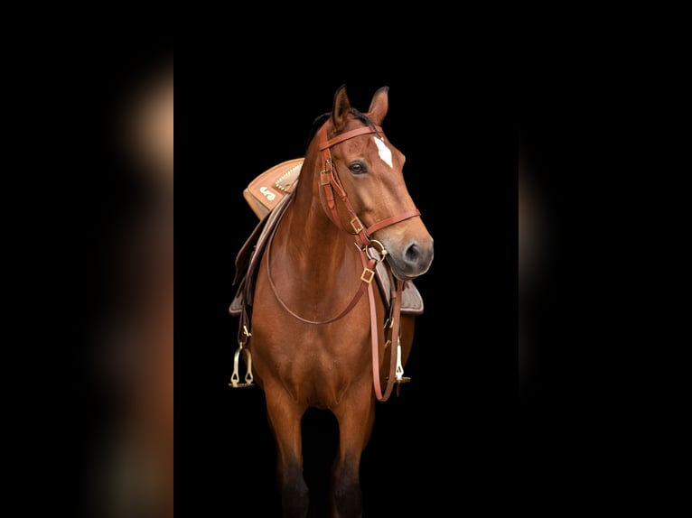 Lusitanohäst Sto 14 år 158 cm Brun in Oberhaching