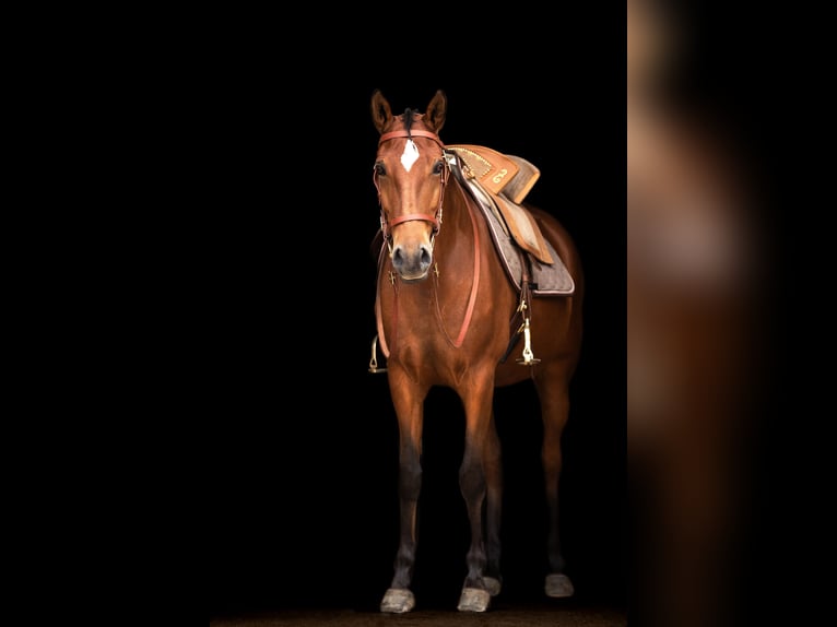 Lusitanohäst Sto 14 år 158 cm Brun in Oberhaching