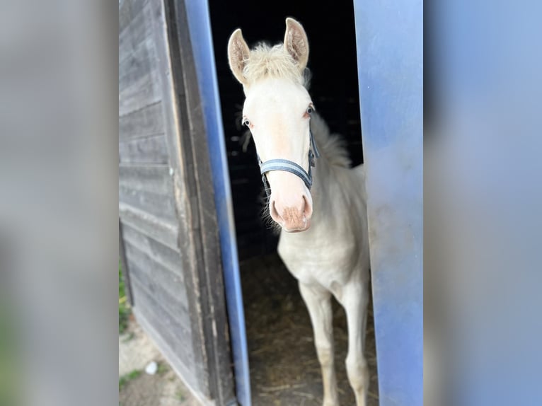 Lusitanohäst Sto 2 år 155 cm Perlino in Kodersdorf