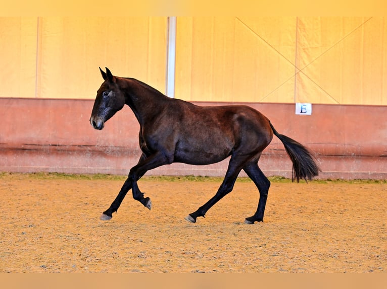 Lusitanohäst Sto 3 år 153 cm Kan vara vit in Montecorto, Provinz Malaga